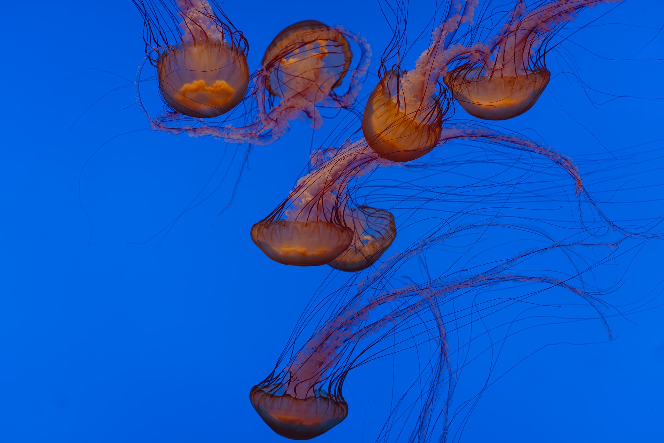 Jellyfish
