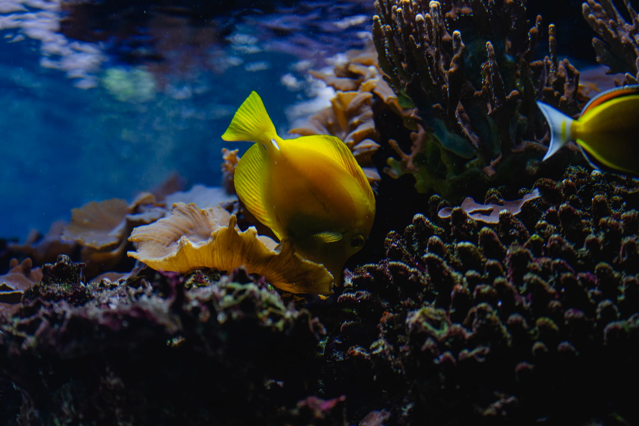 Yellow Fish